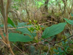 Viburnum urceolatum