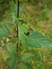 Aglais urticae