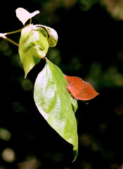Kallima horsfieldii