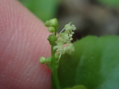 Leidesia procumbens