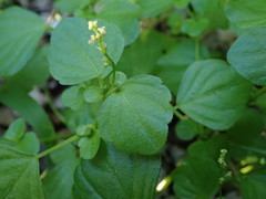 Leidesia procumbens