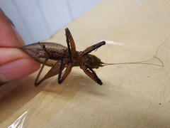 Hexacentrus fuscipes