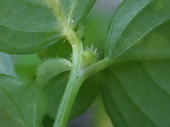 Leidesia procumbens