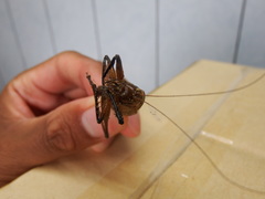 Hexacentrus fuscipes