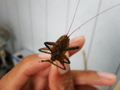 Hexacentrus fuscipes