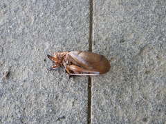 Hexacentrus fuscipes