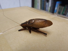 Hexacentrus fuscipes