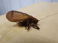 Hexacentrus fuscipes