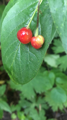 Lonicera alpigena