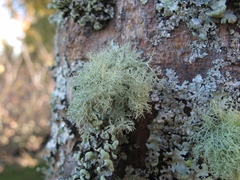 Usnea cornuta