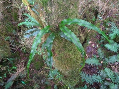 Lepisorus obscurevenolusus