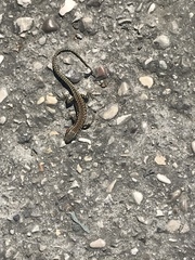 Podarcis muralis maculiventris