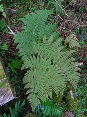 Dryopteris paleolata