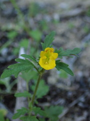 Hemimeris sabulosa