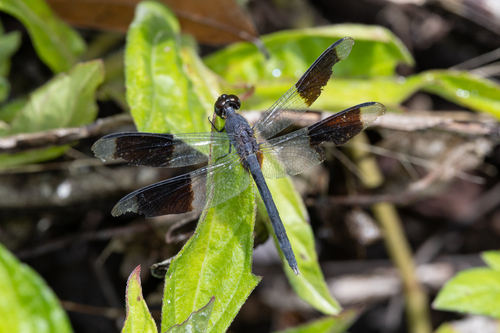 Band-winged Dragonlet