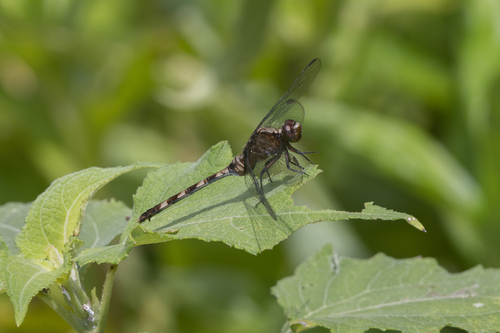 Pin-tailed Pondhawk
