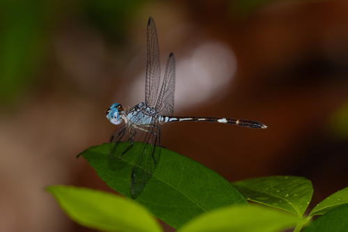 Common Blue-eye