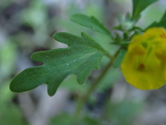 Hemimeris sabulosa