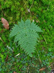 Dryopteris paleolata