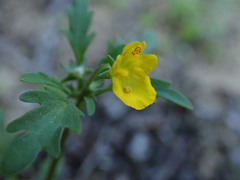 Hemimeris sabulosa