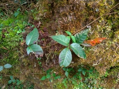 Toxicodendron orientale