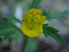 Hemimeris sabulosa