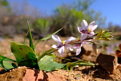 Cyanella orchidiformis