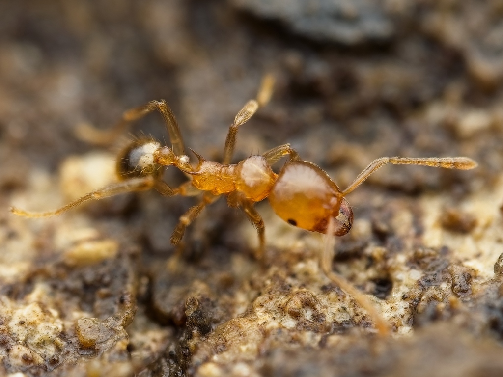 Lophomyrmex bedoti