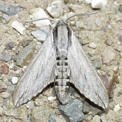 Sphinx dollii