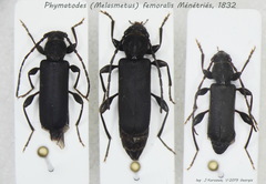 Phymatodes femoralis