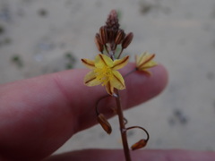Bulbine frutescens