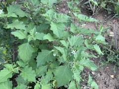 Solanum nigrum