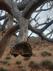 Opegrapha