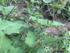Solanum nigrum