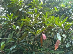 Rhododendron formosanum