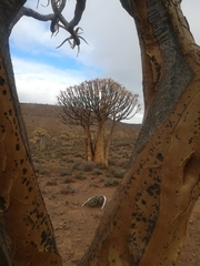 Opegrapha