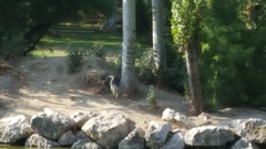 Ardea cinerea