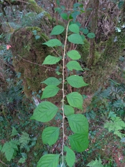 Styrax formosanus