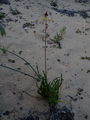Bulbine frutescens