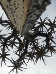 Opegrapha
