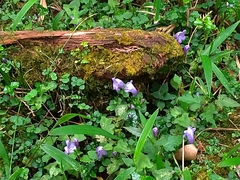 Strobilanthes rankanensis