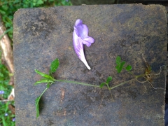 Strobilanthes rankanensis