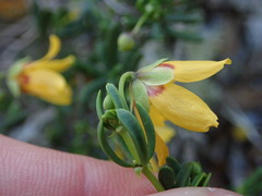 Roepera flexuosa