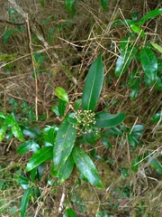 Skimmia