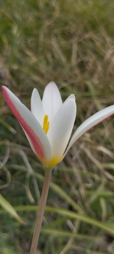 Tulipa clusiana iNat (2)