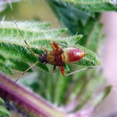 Closterotomus fulvomaculatus