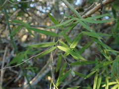 Asparagus volubilis