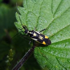 Grypocoris stysi