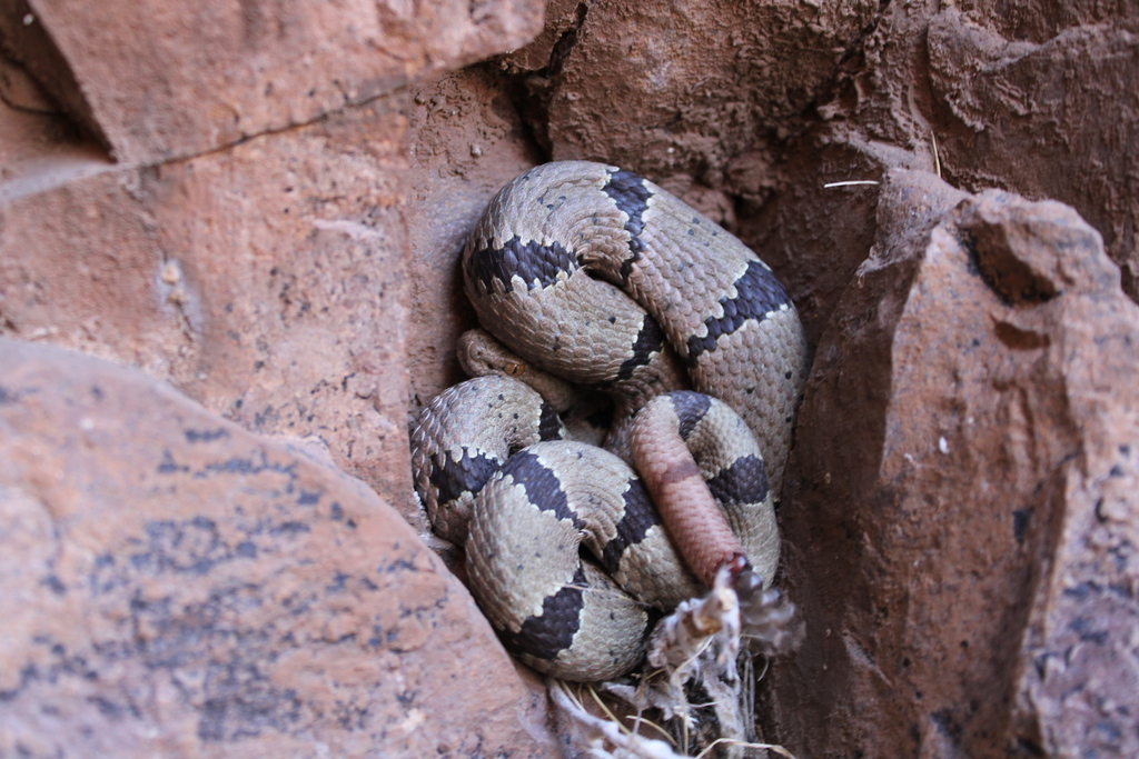 Banded Rock Rattlesnake in March 2025 by Caleb Shirrell. lifer! I was ...