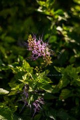 Orthosiphon aristatus aristatus